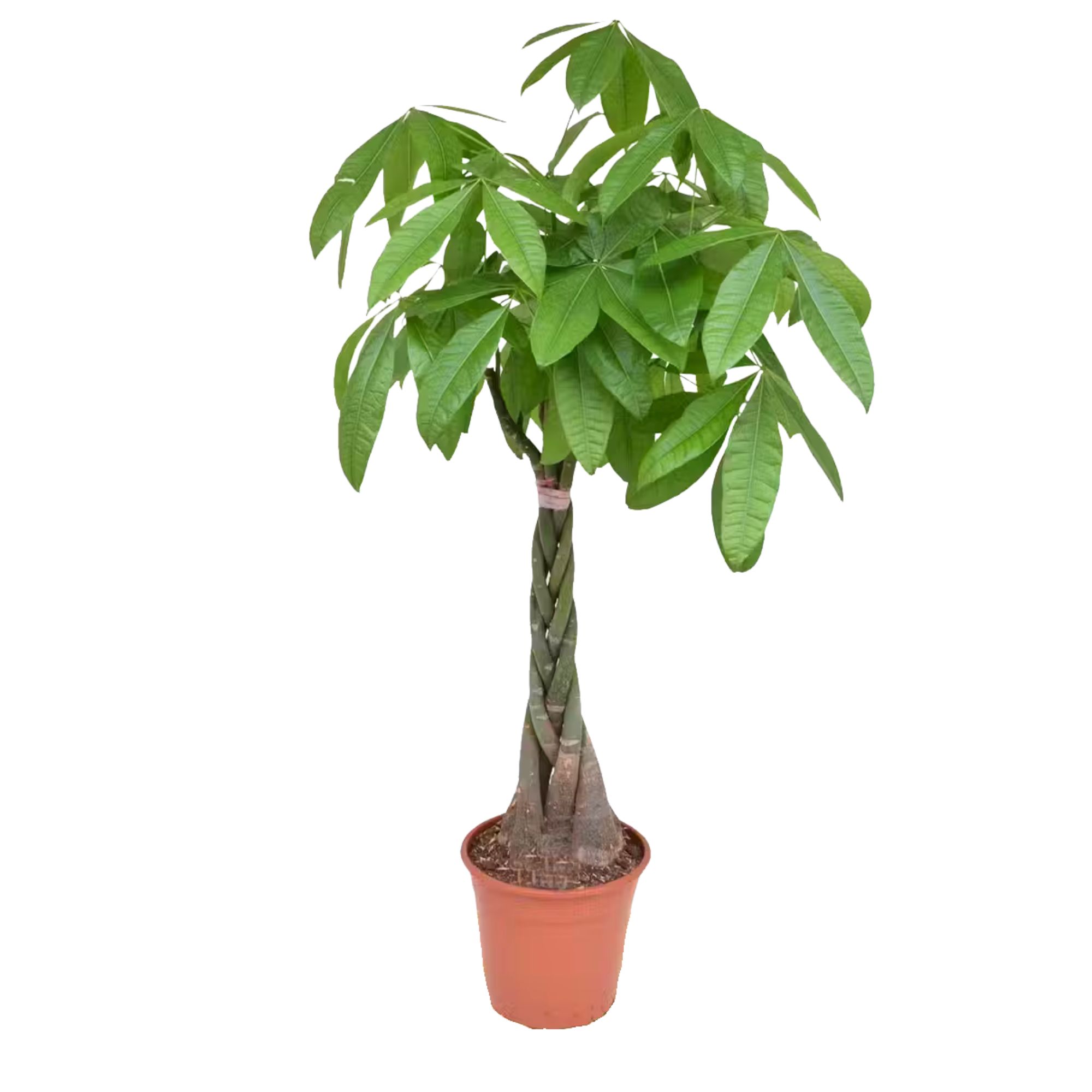 Glückskastanie Pachira aquatica